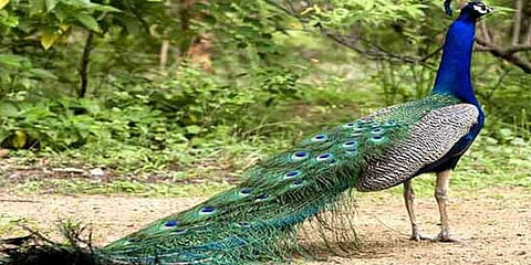 வறட்சியால் ஆட்சியர் அலுவலகத்தில் தஞ்சமடைந்த மயில்கள்