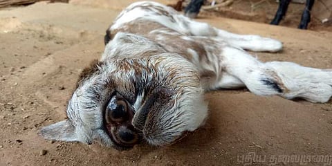 ஆந்தைக் கண்ணுடன் பிறந்த ஆட்டுக் குட்டி