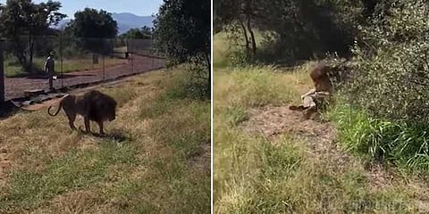 எல்லை தாண்டிய நபர்: கடித்துக் குதறிய சிங்கம் (வீடியோ)