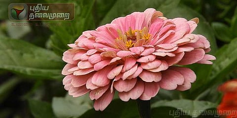 மலர்க் கண்காட்சிக்கு தயாராகும் கொடைக்கானல்