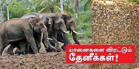 தேனீயை வைத்து யானை விரட்டலாம்: ஆர்வத்தைக் கிளப்பும் ஆப்பிரிக்க நாட்டு ஐடியா