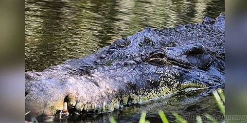 “குட்டீஸ்...அனகோண்டாவை பார்க்கலாம் வாங்க!” வியப்பூட்டும் சென்னை முதலைப் பண்ணை