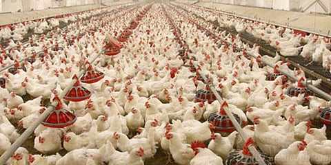 கோடை தொடங்கியதால் எகிறியது கறிக்கோழி விலை !