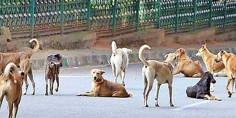 நாய்கள் கடித்து குதறியதில் சிறுமி உயிரிழப்பு: உறவினர்கள் போராட்டம்
