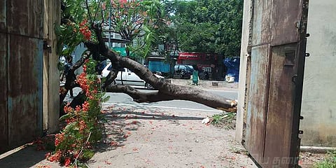 இனி மனிதனை மட்டுமல்ல ! மரத்தை இடித்தாலும் ஃபைன் போடுவோம் !