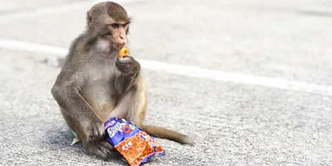 குரங்குகளுக்கு தின்பண்டங்கள் அளிப்பதால் நேரும் விபரீதம்