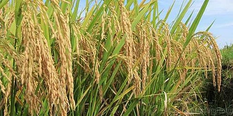 தொடங்கியது பாரம்பரிய நெல் திருவிழா