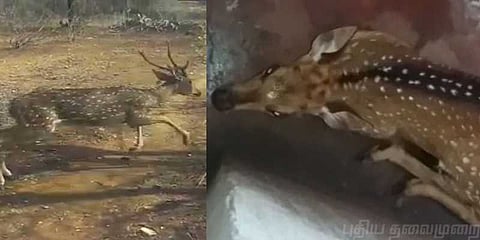 வழிதவறி வந்த புள்ளிமான் : நாய்களிடம் சிக்கிய பரிதாபம்!