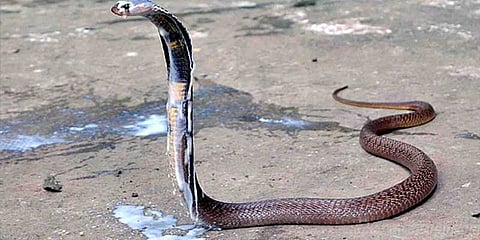 பாம்பு தீண்டியது தெரியாமல் குழந்தைக்கு பாலூட்டிய தாய்