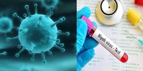 “வவ்வால்களால் நிஃபா வைரஸ் வரவில்லை” - ஆய்வு முடிவில் விளக்கம்