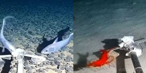 ஆழ்கடல் ஆராய்ச்சில் 30 புதிய உயிரினங்கள் கண்டுபிடிப்பு