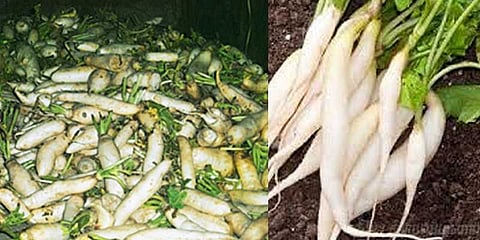 2 ரூபாய்க்கு விற்கும் முள்ளங்கி : விவசாயிகள் வேதனை