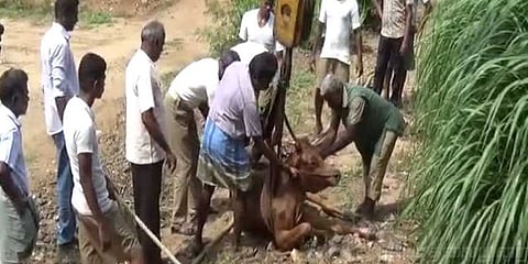 40 அடி கிணற்றில் விழுந்த மாடு : போராடி சாதித்த தீயணைப்புதுறையினர்