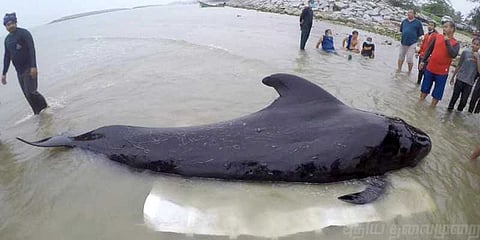 திமிங்கலத்தின் வயிற்றில் 80 பிளாஸ்டிக் பைகள்: சுற்றுச்சூழல் ஆர்வலர்கள் அதிர்ச்சி