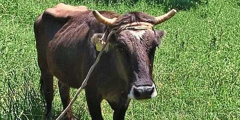 எல்லை தாண்டியதால் பசுவைக் கொல்ல முடிவு