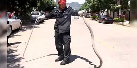 ‘எவ்வ்வ்வ்ளோ நீளம்’ - காரில் பதுங்கிய பாம்பை லாவகமாக பிடித்த போலீஸ்