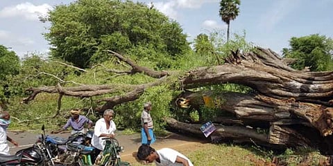 சூறாவளியில் விழுந்த சாலையோர புளிய மரம் : இருவர் பலி