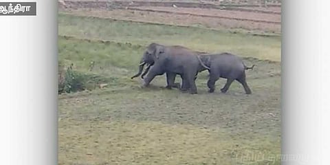 திருமலையில் யானைகள் நடமாட்டம்: ஸ்ரீவாரி பாதம் செல்ல அனுமதி மறுப்பு