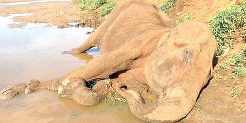 ஒற்றை யானையை வைத்து அலட்சியம் காட்டும் இரு மாநிலங்கள்...!