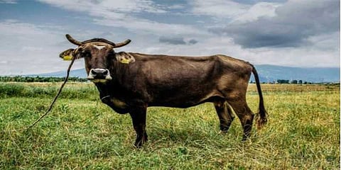 மரண தண்டனையில் இருந்து தப்பியது பசு !