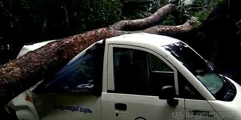 கார் மீது மரம் விழுந்து விபத்து