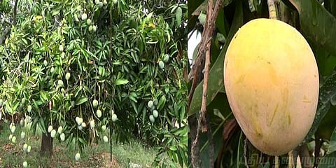 மரங்களிலேயே வீணாகும் மாம்பழங்கள்: பறிக்காமல் வருந்தும் விவசாயிகள்