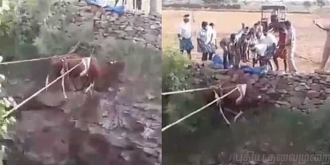 நாய்களுக்கு பயந்து பாதாள கிணற்றில் பாய்ந்த மாடு