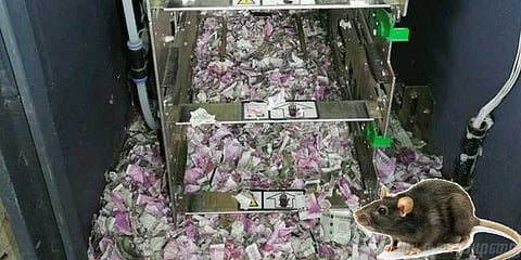 பணத்தை ருசி பார்த்த எலி: எஸ்பிஐ அலட்சியத்தால் ரூ.12 லட்சம் காலி