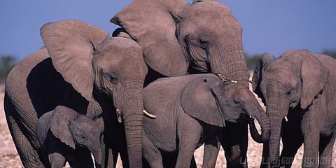 அழிவின் விளிம்பில் சிக்கித் தவிக்கும் ஆப்பிரிக்க யானைகள்