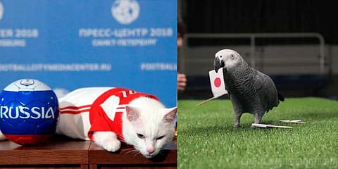 பூனையும் கிளியும் யார் ஜெயிப்பாங்கனு சொல்லுது ? காத்திருக்கும் கால்பந்தாட்ட ரசிகர்கள் !