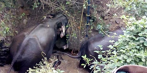 கண் கலங்க வைத்த தாய் யானையின் பாசப் போராட்டம் ! - வீடியோ