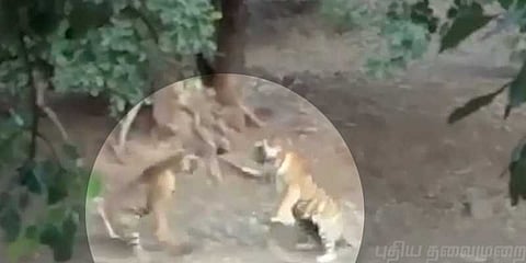 ஆக்ரோஷ மோதலில் ஆண், பெண் புலி: வைரலாகும் வீடியோ