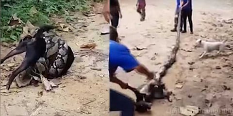 மலைப்பாம்பும் நாயும் கட்டிப் புரண்ட வைரல் வீடியோ