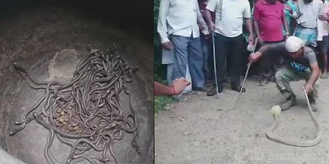 ஒரு வீடு ! 100 பாம்பு குட்டிகள் - திகைத்துப்போன வனத்துறை