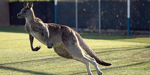 கால்பந்தாட்ட மைதானத்தில் ரகளை செய்த கங்காரு - வைரல் வீடியோ