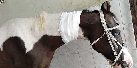 திருடனைப் பிடிக்க காவல்துறைக்கு உதவியவரின் குதிரை கழுத்தறுப்பு