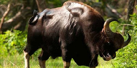 காட்டெருமை மீது மோதிய பைக் : கோபத்தில் இருவரை முட்டிய காட்டெருமை!