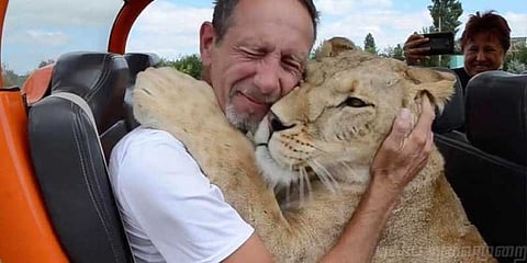 சுற்றுலாப் பயணிக்கு முத்தம் கொடுத்த சிங்கம்