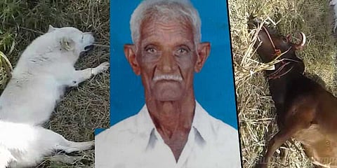 முதலாளியை காப்பாற்ற வேண்டி தன் உயிரை அர்ப்பணித்த நாய்