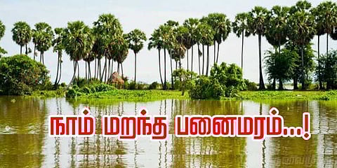 நாம் மறந்த பனை மரம்; கம்போடியாவில் கம்பீரம் காட்டுகிறது