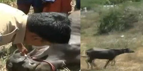 மக்களை துரத்தி துரத்தி கடித்த எருமை : பழனியில் பரபரப்பு