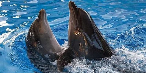 கால்பந்து அரையிறுதியில் ரஷ்யாதான் ஜெயிக்கும்: 'டால்ஃபின்கள்' ஆருடம்