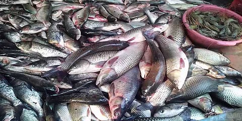 மீன்களை பதப்படுத்த பிணத்திற்குப் பயன்படுத்தப்படும் ரசாயனம்? - மக்கள் அதிர்ச்சி!