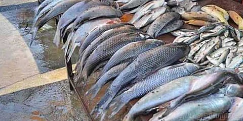 மீன்களில் கலக்கப்படும் பார்மலின் – ஏன் கலக்கப்படுகிறது? என்னென்ன தீமைகள்?