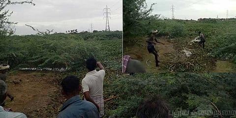 ஆற்றில் சிக்கிய வாயில்லா ஜீவன்கள் ! கடுமையான போராட்டங்களுக்கு பின்பு மீட்பு