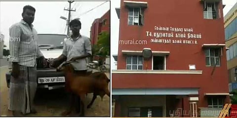 சென்னையில் காரில் வந்து ஆடுகளை திருடும் நூதன திருடர்கள்