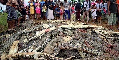 கொன்று குவிக்கப்பட்ட 200 முதலைகள்? - இப்படியா பழிவாங்குவார்கள்?