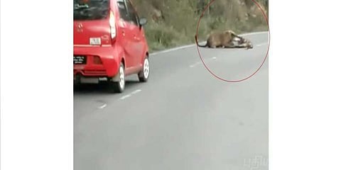 சாலையில் விளையாடிய சிறுத்தைகள் : தெறித்து ஓடிய வாகன ஓட்டிகள்