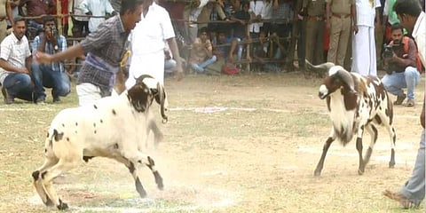 திண்டுக்கல்லில் அனல் பறந்த கிடா சண்டை