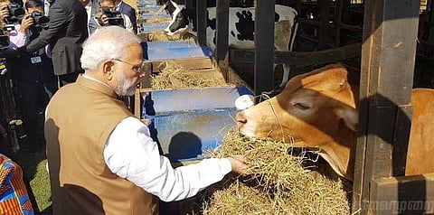 ருவாண்டாவுக்கு 200 பசுக்களை பரிசளித்தார் பிரதமர் மோடி